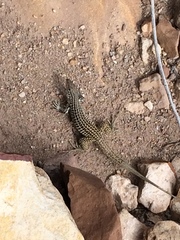 Aspidoscelis neotesselatus