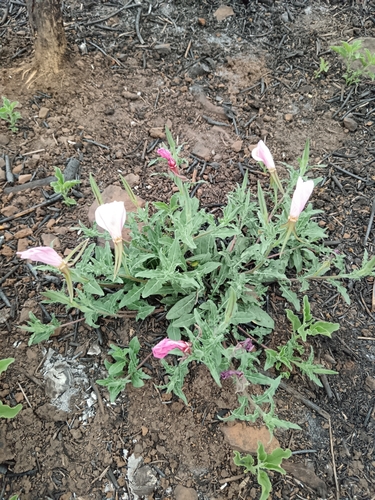 Image of Oenothera tetraptera by (c) Hildegard Klein, some rights reserved (CC BY)