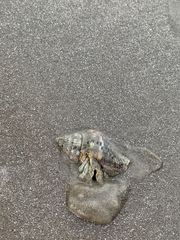 Isocheles wurdemanni