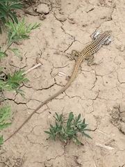 Aspidoscelis neotesselatus