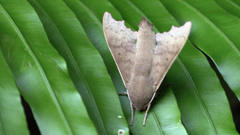Cypa uniformis