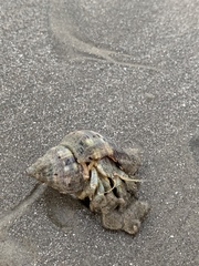 Isocheles wurdemanni