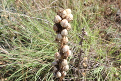 Asphodeline taurica