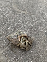 Isocheles wurdemanni