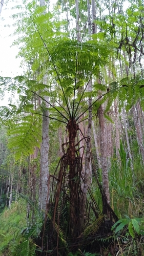 Cyathea delgadii, photograph 2