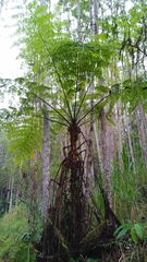 Cyathea delgadii, photograph (c) Aline Fernanda Antunes, some rights reserved (CC BY-SA)