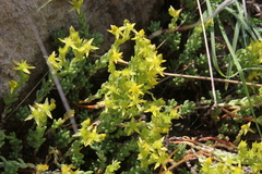 Sedum urvillei