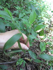 Dichanthelium boscii