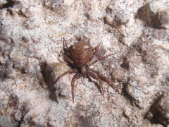 Pulchellodromus bistigma