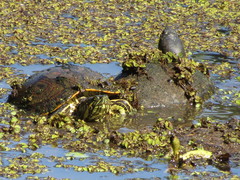 Trachemys venusta venusta