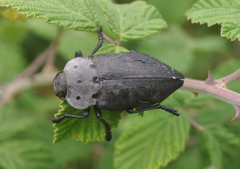 Capnodis porosa