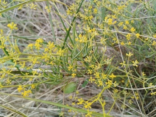 Bupleurum fruticescens, photograph 5