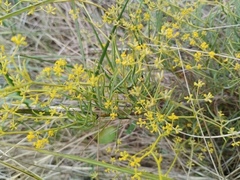 Bupleurum fruticescens, photograph (c) Josep Gesti, some rights reserved (CC BY-SA)