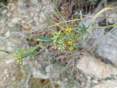 Bupleurum fruticescens, photograph (c) Josep Gesti, some rights reserved (CC BY-SA)