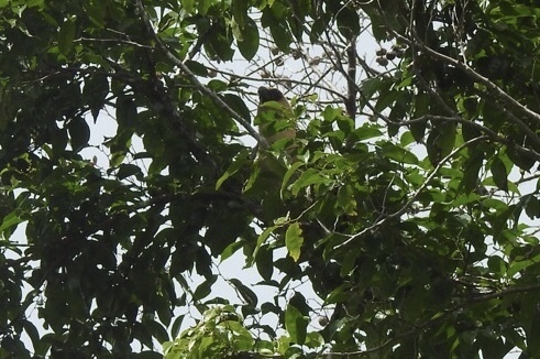 Centropus milo, 2019-06-11