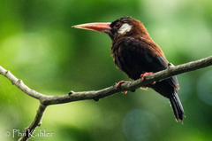 Galbalcyrhynchus leucotis