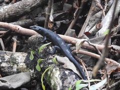 Emoia nigra