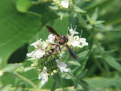 Physocephala sagittaria