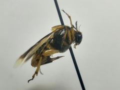 Ripiphorus rex