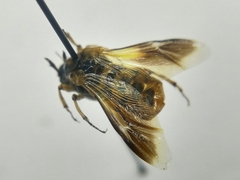 Ripiphorus rex