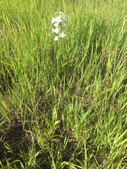 Penstemon tubaeflorus