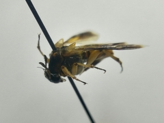 Ripiphorus rex