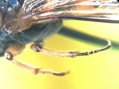 Ripiphorus rex