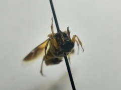 Ripiphorus rex
