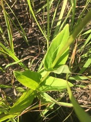 Penstemon tubaeflorus