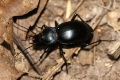 Carabus glabratus
