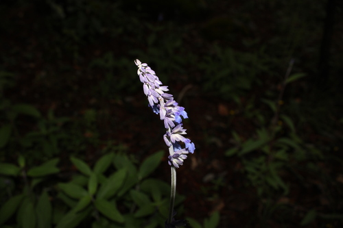 Image of Salvia lavanduloides by (c) Rodolfo Maximiliano Gutiérrez-Sánchez, some rights reserved (CC BY)
