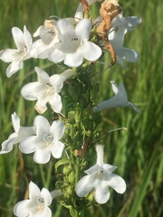 Penstemon tubaeflorus