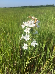 Penstemon tubaeflorus