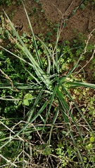Chlorophytum triflorum