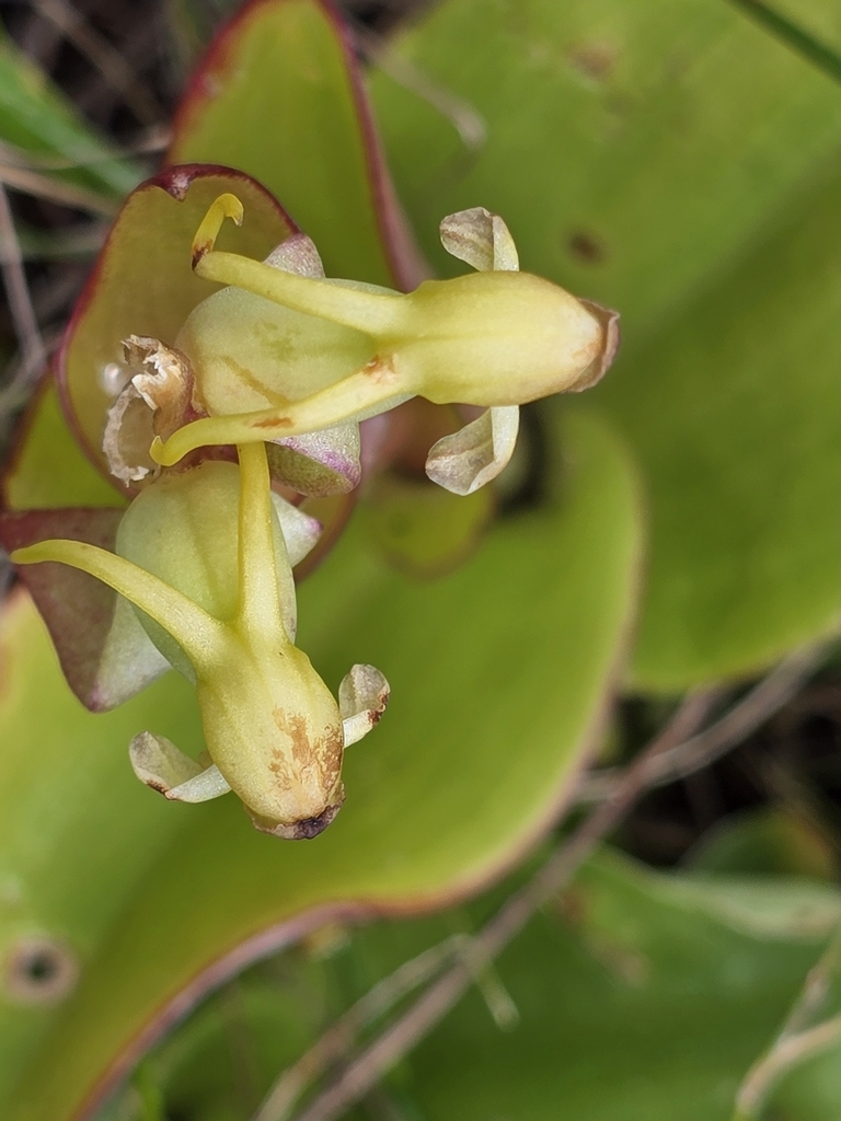 Satyrium odorum