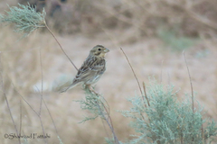 Emberiza calandra