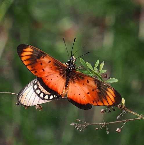 Natal Acraea photo 4
