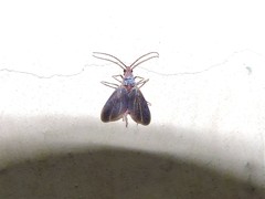 Drosicha