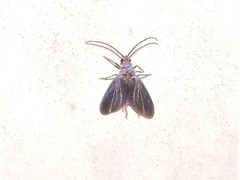Drosicha
