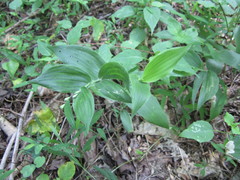 Dichanthelium boscii