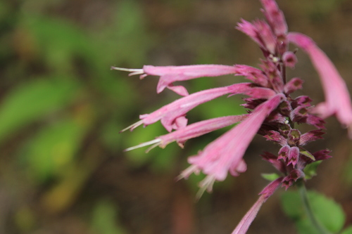 Image of Agastache pallida by (c) Rodolfo Maximiliano Gutiérrez-Sánchez, some rights reserved (CC BY)