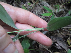 Dichanthelium boscii
