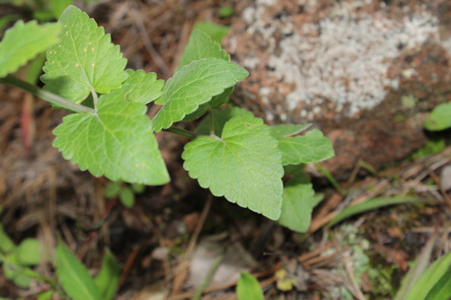 Image of Agastache pallida by (c) Rodolfo Maximiliano Gutiérrez-Sánchez, some rights reserved (CC BY)