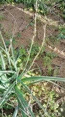 Chlorophytum triflorum