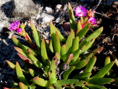 Ruschia sarmentosa