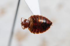 Eastern Bat Bug