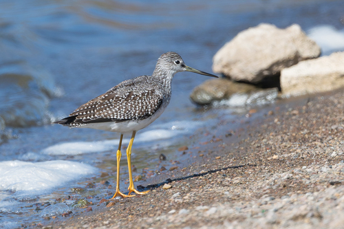 Playero Guineílla Mayor (Tringa melanoleuca)