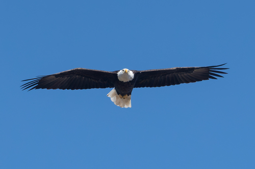 Bald Eagle photographed in California