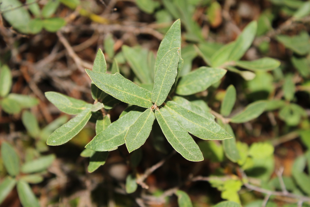 Quercus striatula (Quercus striatula)