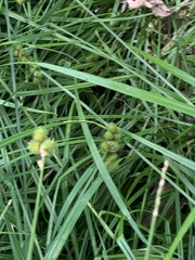 Carex cristatella